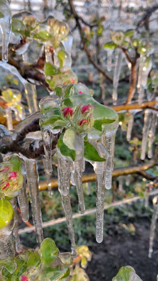 Međimurski voćar Marko Kudec protiv mraza se bori orošavanjem