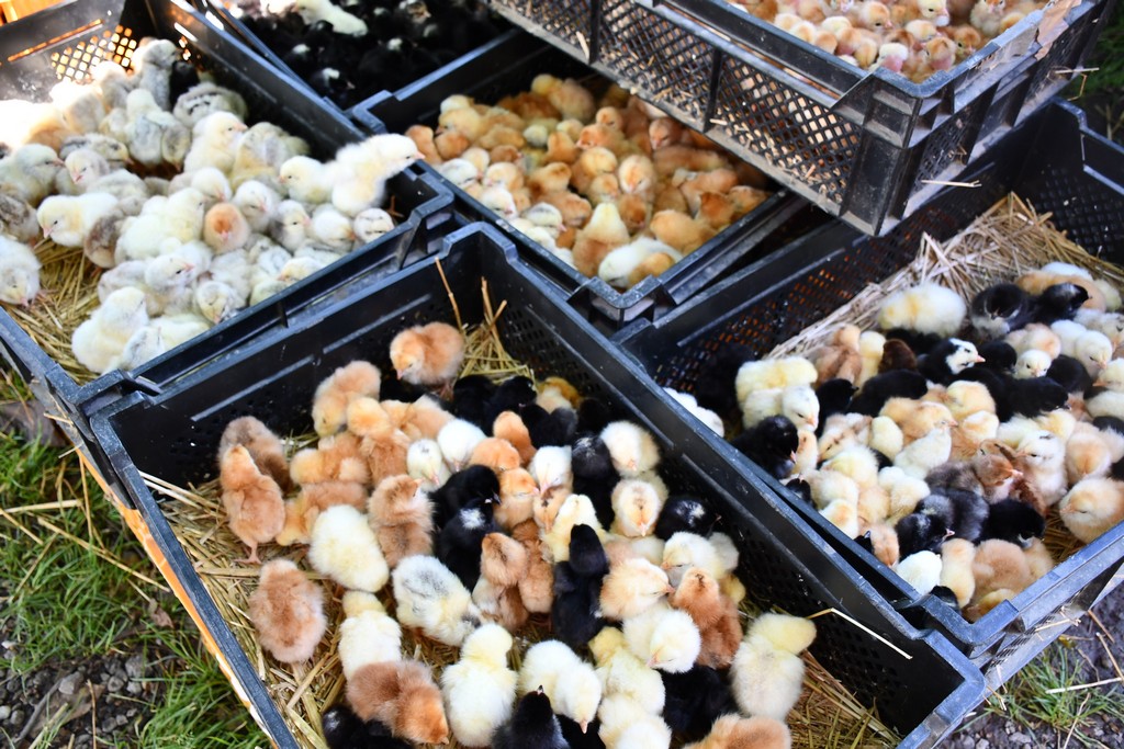 SUNČANO PRIJEPODNE Čakovečki sajam bio je pun nasmijanih lica