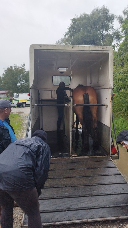 Evakuirani međimurski konji