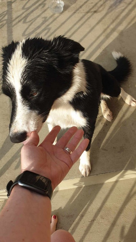 POMOGNIMO Prekrasna crno bijela ženka u tipu pasmine border collie traži svoje ljude