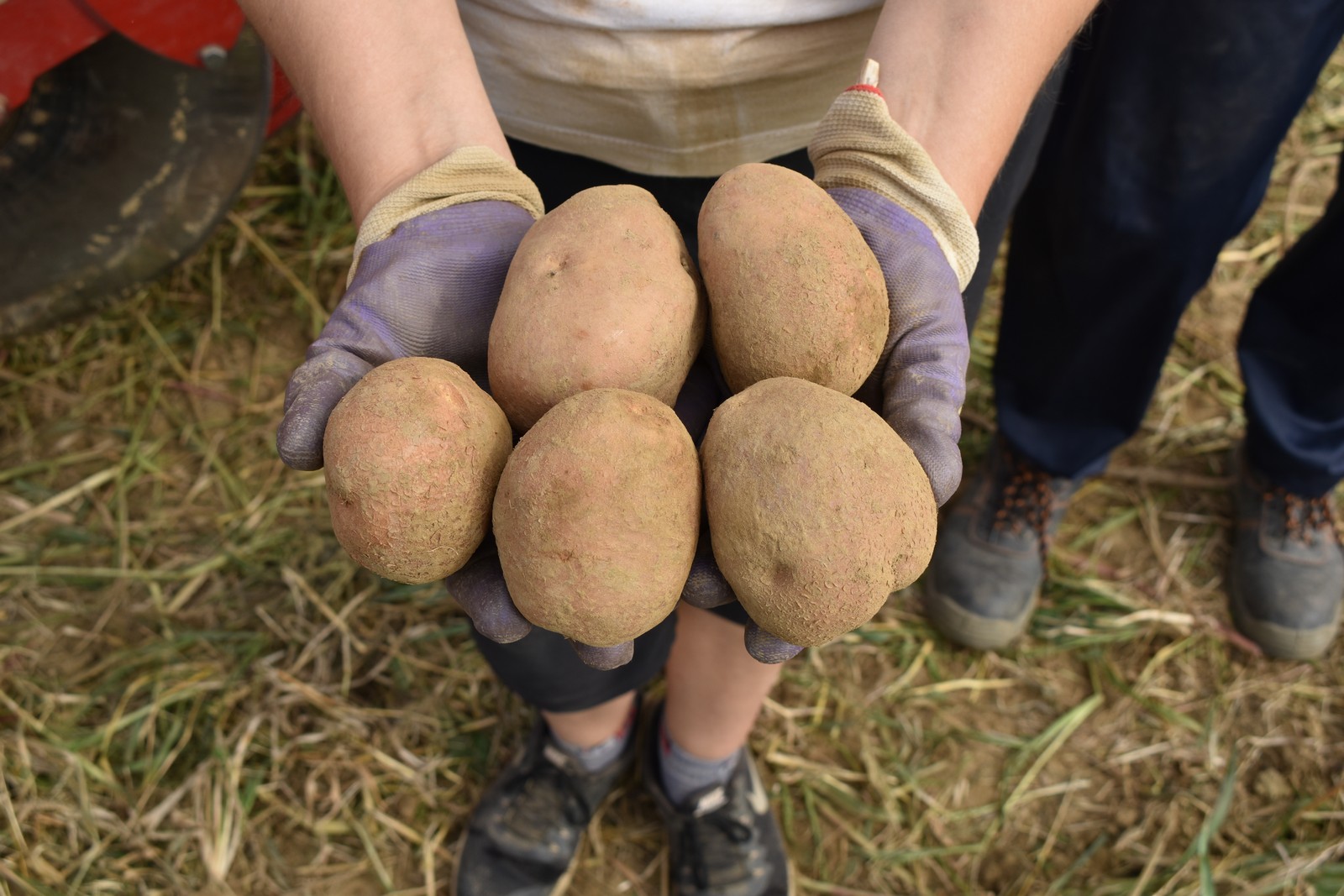 BERBA KRUMPIRA NA POLJIMA OBITELJI DRK Urod ispod prosjeka