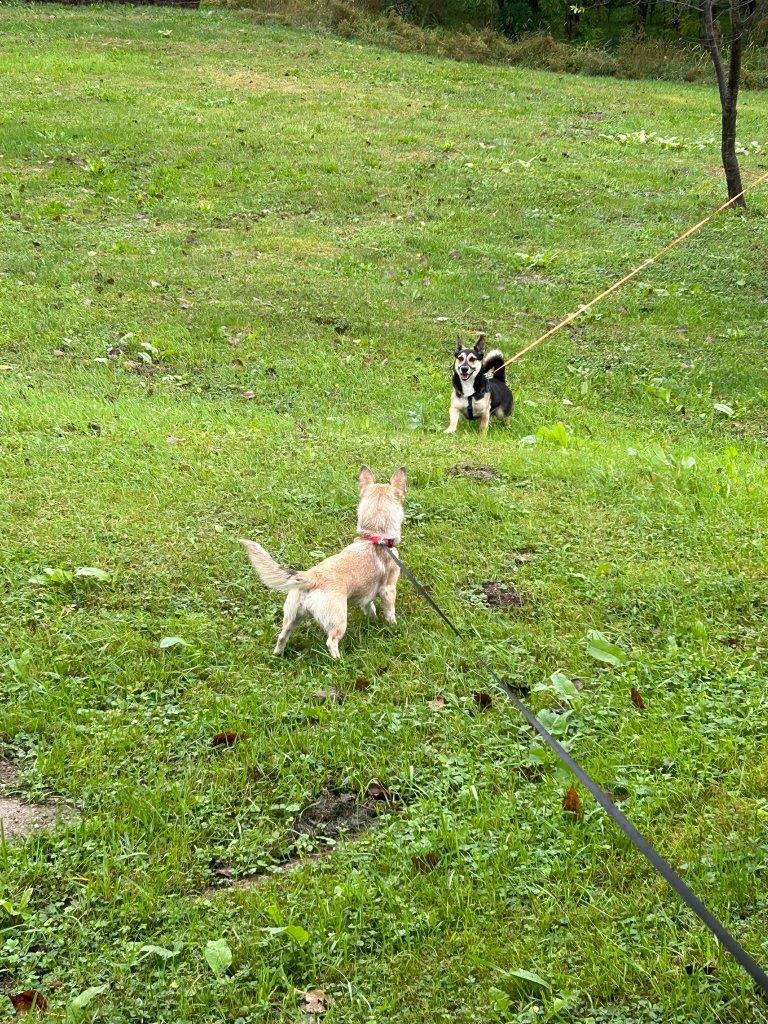 FOTO Održan 32. uzgojni pregled i smotra malog međimurskog psa u Donjoj Dubravi