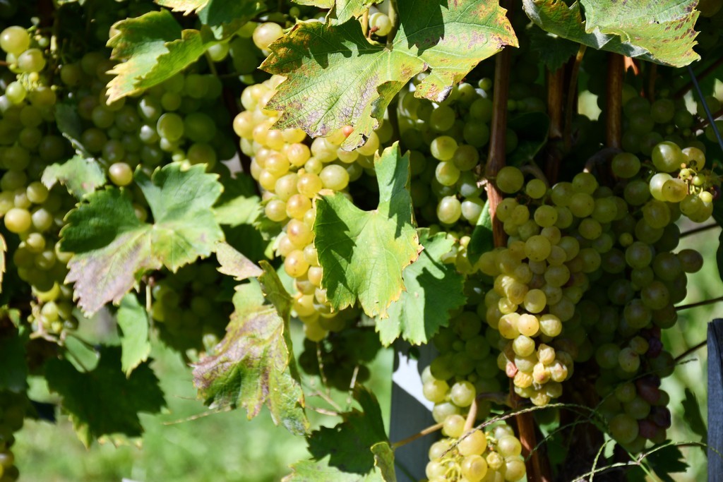 Vinarija Horvat, berba