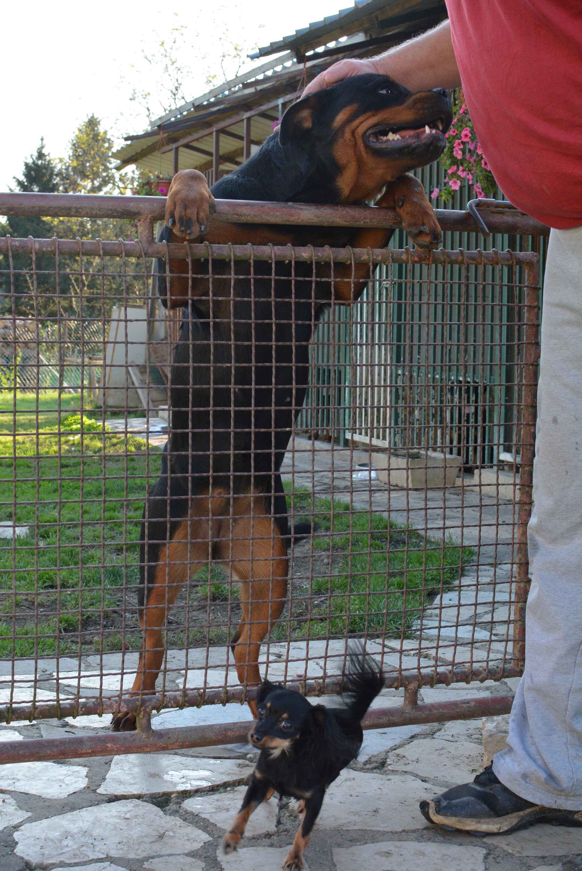 OBITELJ MIKAC IZ MIHOVLJANA Od 2014. godine imaju profinjenu uzgajivačnicu Rottweilera – ‘psi su naša najveća ljubav’ OBITELJ MIKAC IZ MIHOVLJANA Od 2014. godine imaju profinjenu uzgajivačnicu Rottweilera – ‘psi su naša najveća ljubav’