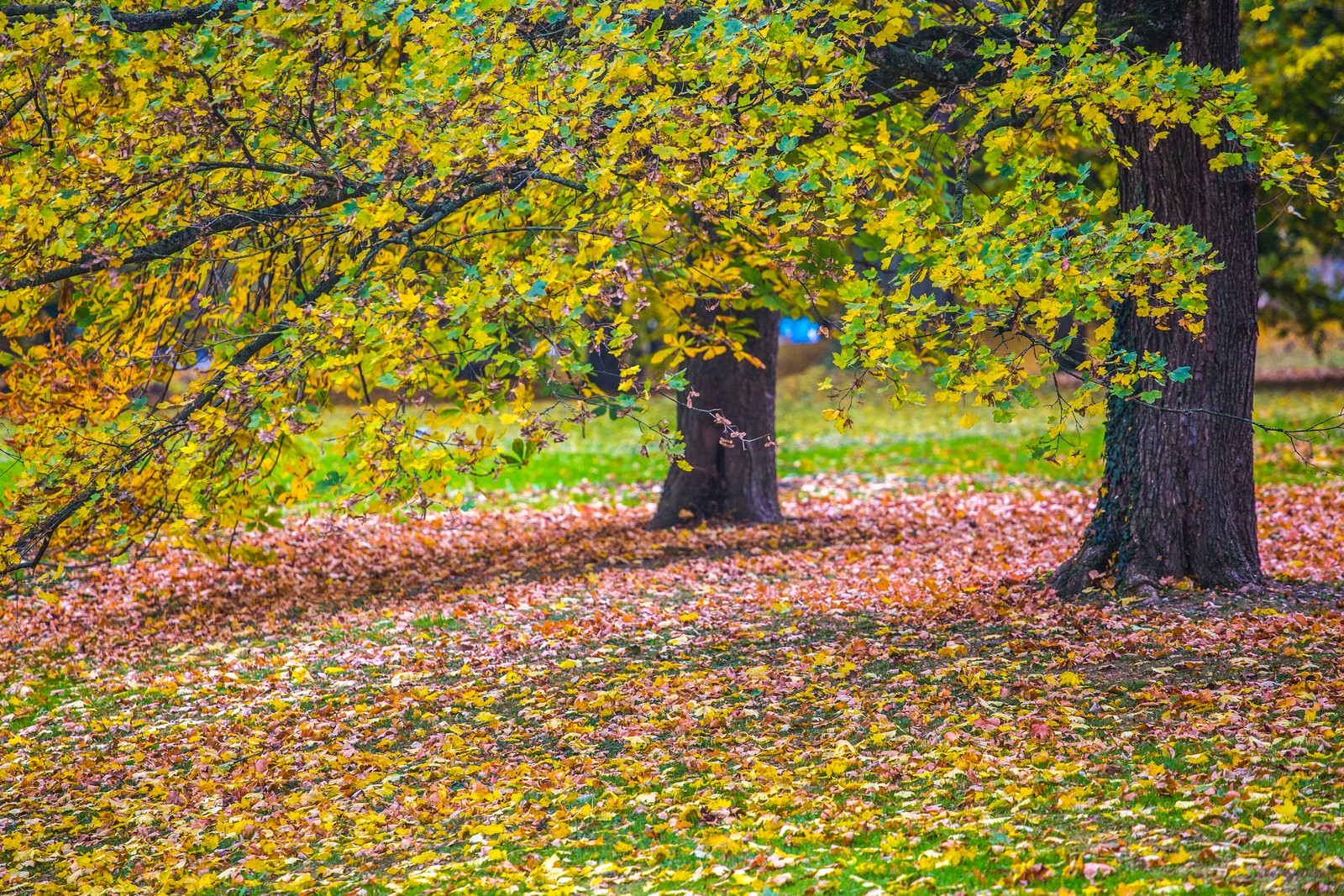 Čarobna jesen: Naša Miroslava Novak prošetala je čakovečkim parkom i snimila šarenilo jesenskih boja. Predivno, zar ne? (y) :-)