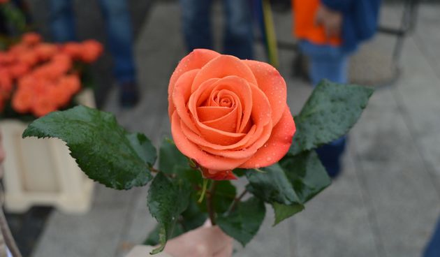 Članovi Društva multiple skleroze u Čakovcu građanima dijelili narančaste ruže! Članovi Društva multiple skleroze u Čakovcu građanima dijelili narančaste ruže!