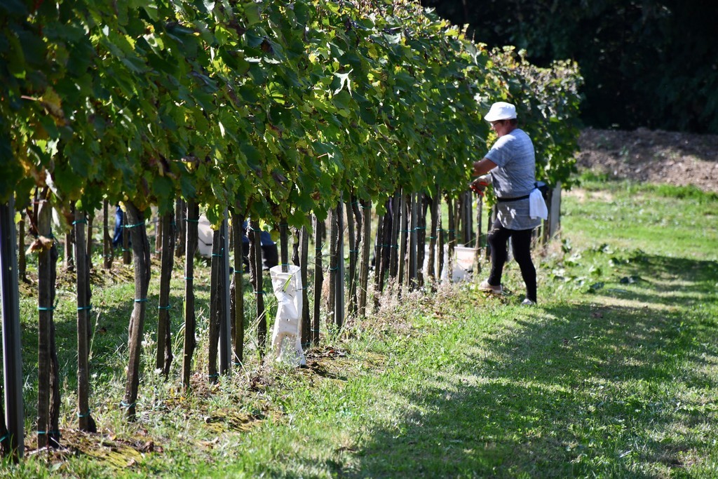 Vinarija Horvat, berba