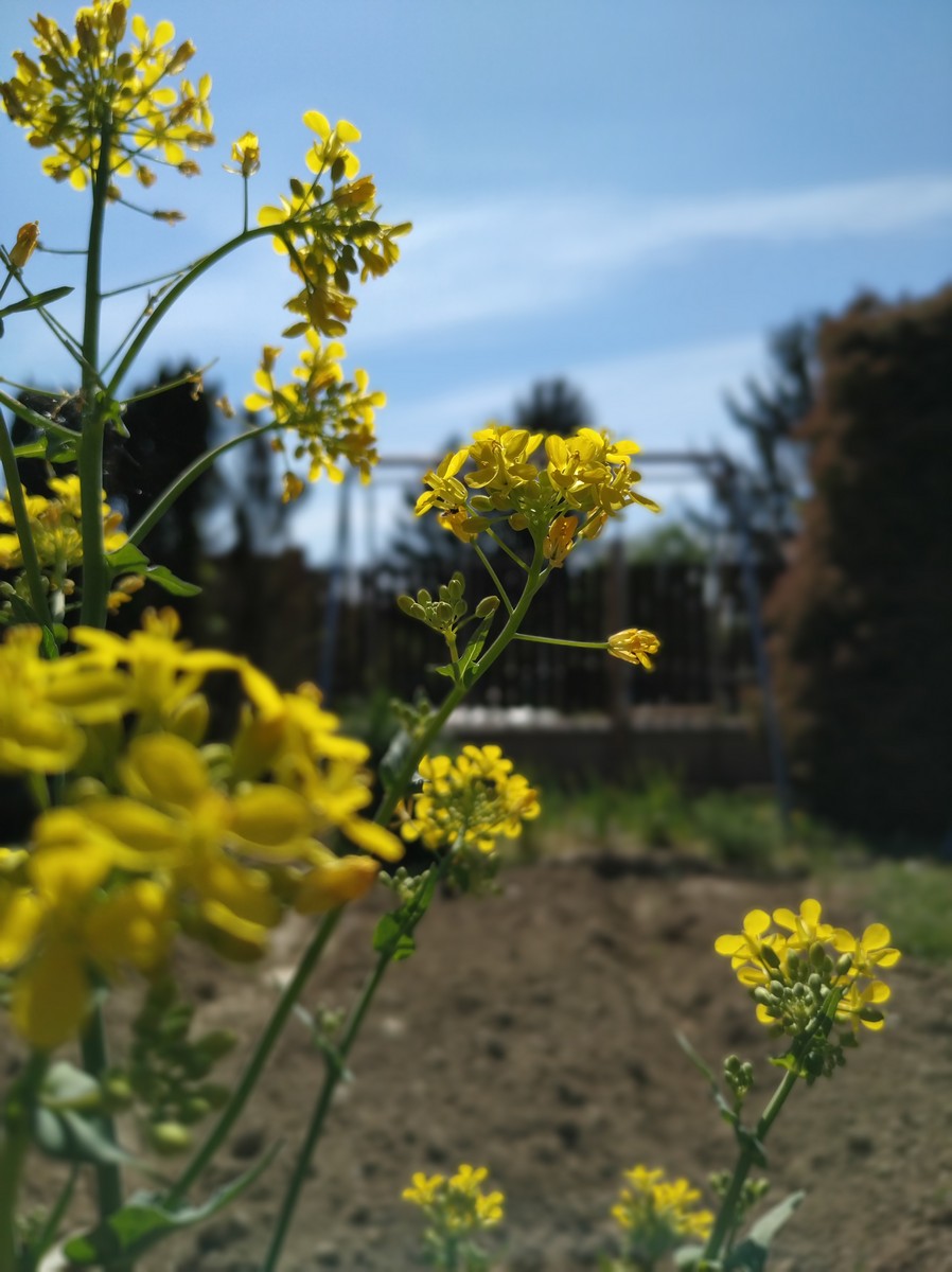 Dvorište Maje Mlakar