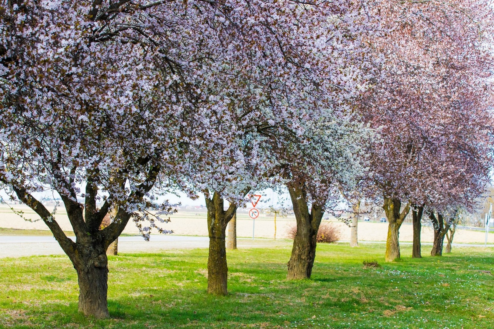 Proljetna cvjetna rapsodija u Međimurju iz objektiva Miroslave Novak Hranjec
