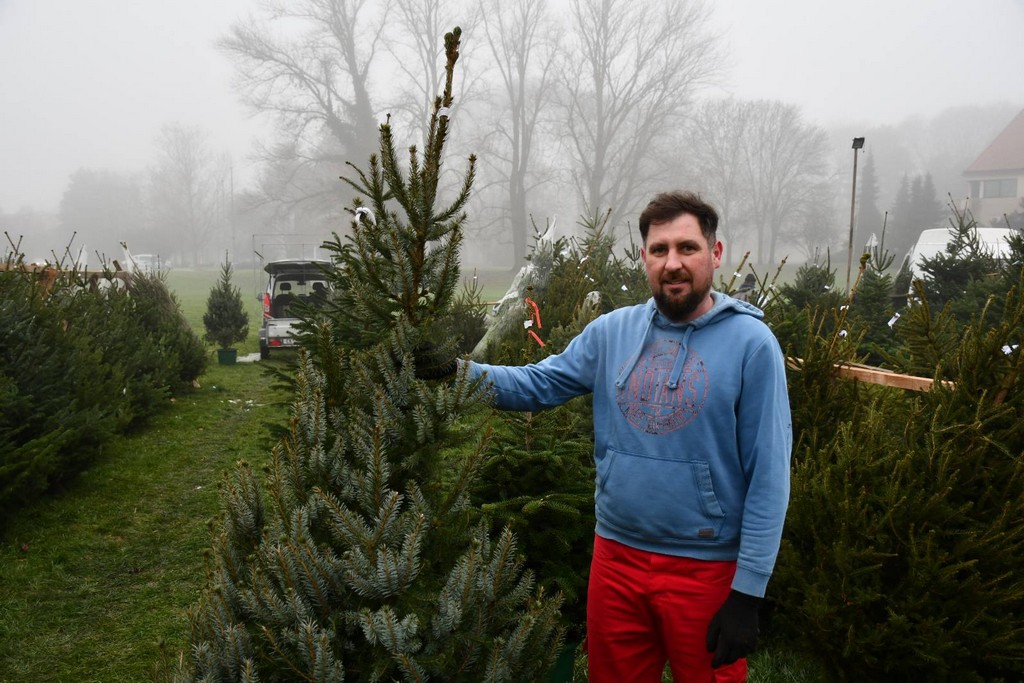 Ponuda božićnih drvaca