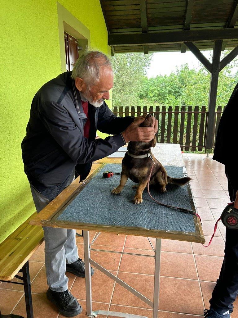 FOTO Održan 32. uzgojni pregled i smotra malog međimurskog psa u Donjoj Dubravi