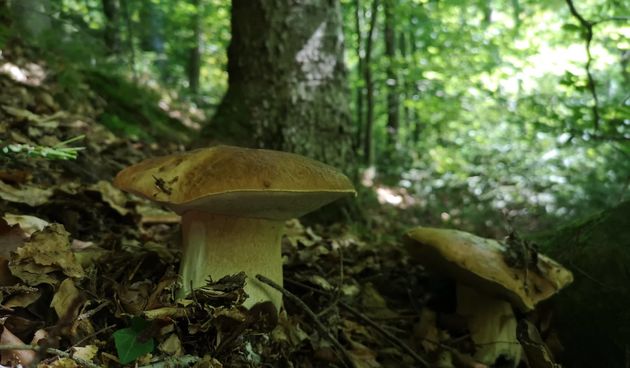 MOĆI ĆETE ISPROBATI DELICIJE Ovog vikenda izložba gljiva  u Čakovcu