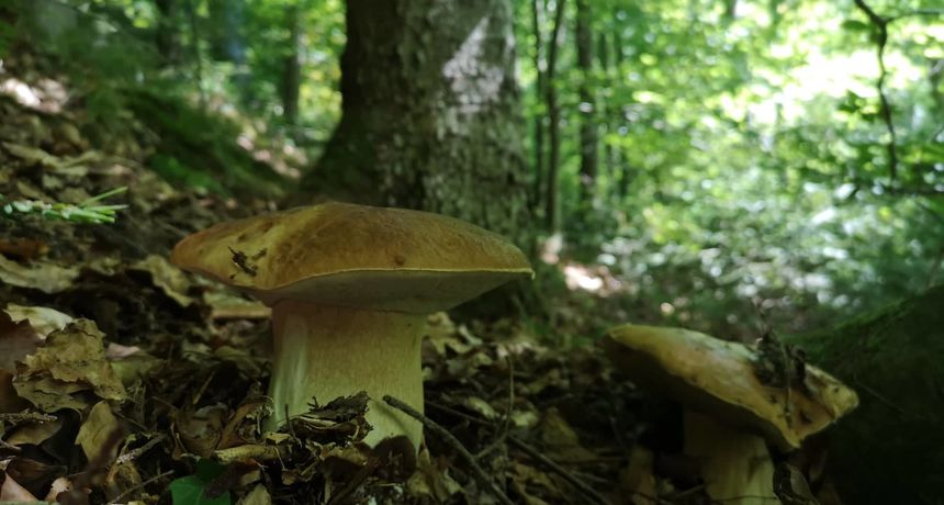 MOĆI ĆETE ISPROBATI DELICIJE Ovog vikenda izložba gljiva u Čakovcu MOĆI ĆETE ISPROBATI DELICIJE Ovog vikenda izložba gljiva u Čakovcu