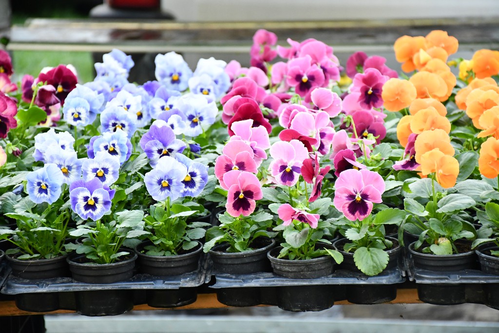 Ponuda cvijeća na čakovečkom sajmu