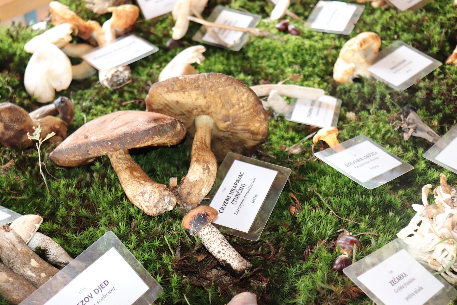 U Goričanu održana Gljivarijada