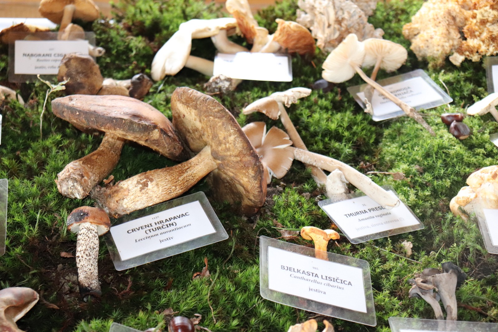 U Goričanu održana Gljivarijada