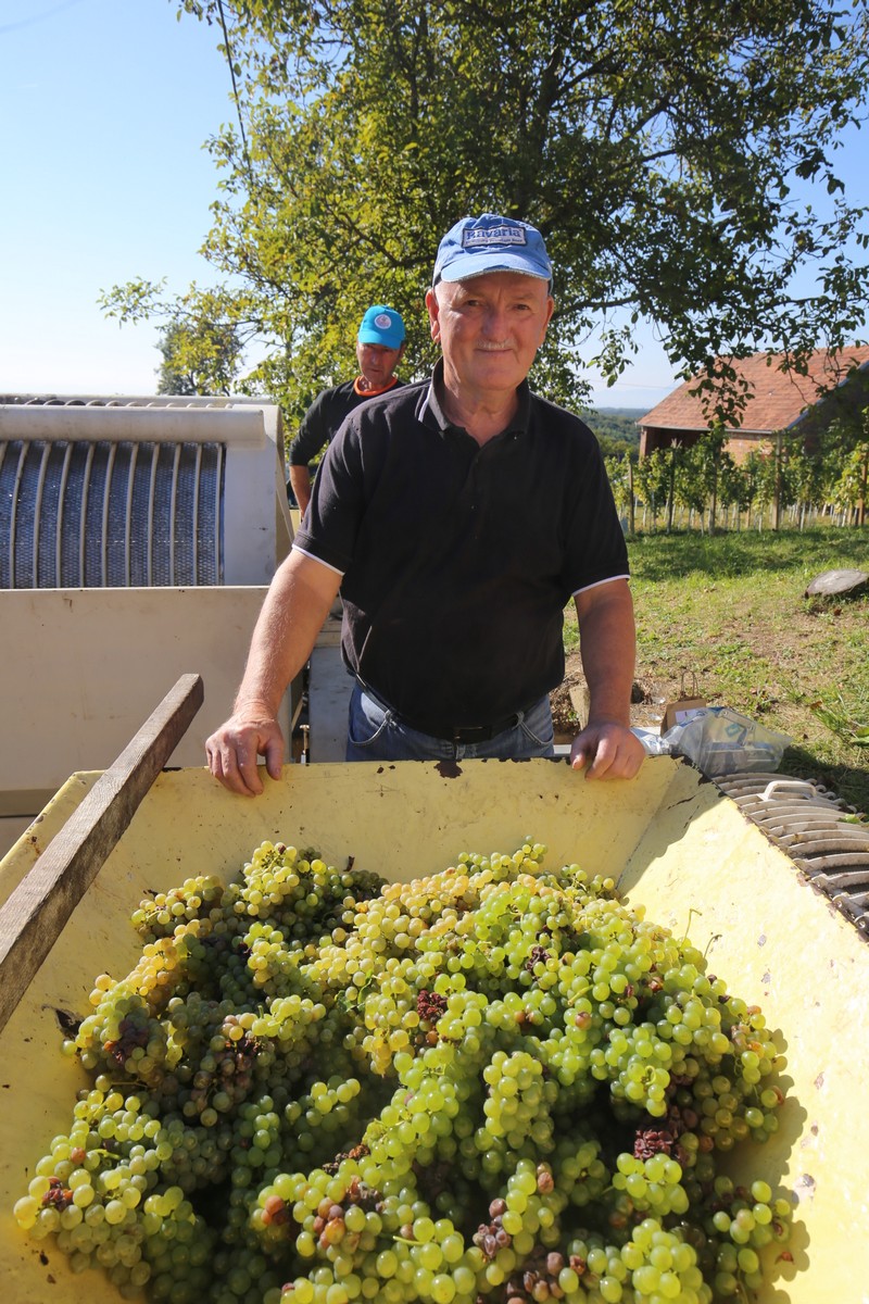 ‘Radio gorice za Katružu’: Tradicionalna humana berba po međimurskim bregima