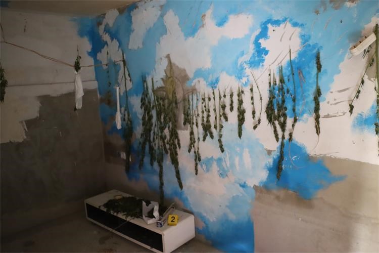 PEKLENICA 36-godišnjak kod kuće uzgajao marihuanu, policija ga kazneno prijavila