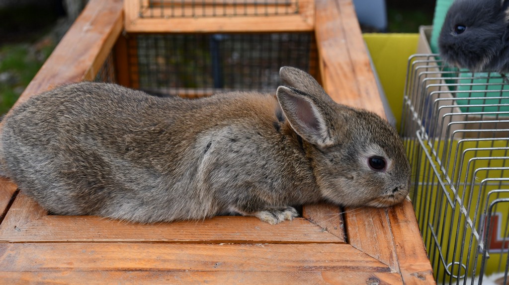 Prohladno jutro na čakovečkom sajmu, no bogata ponuda nije izostala