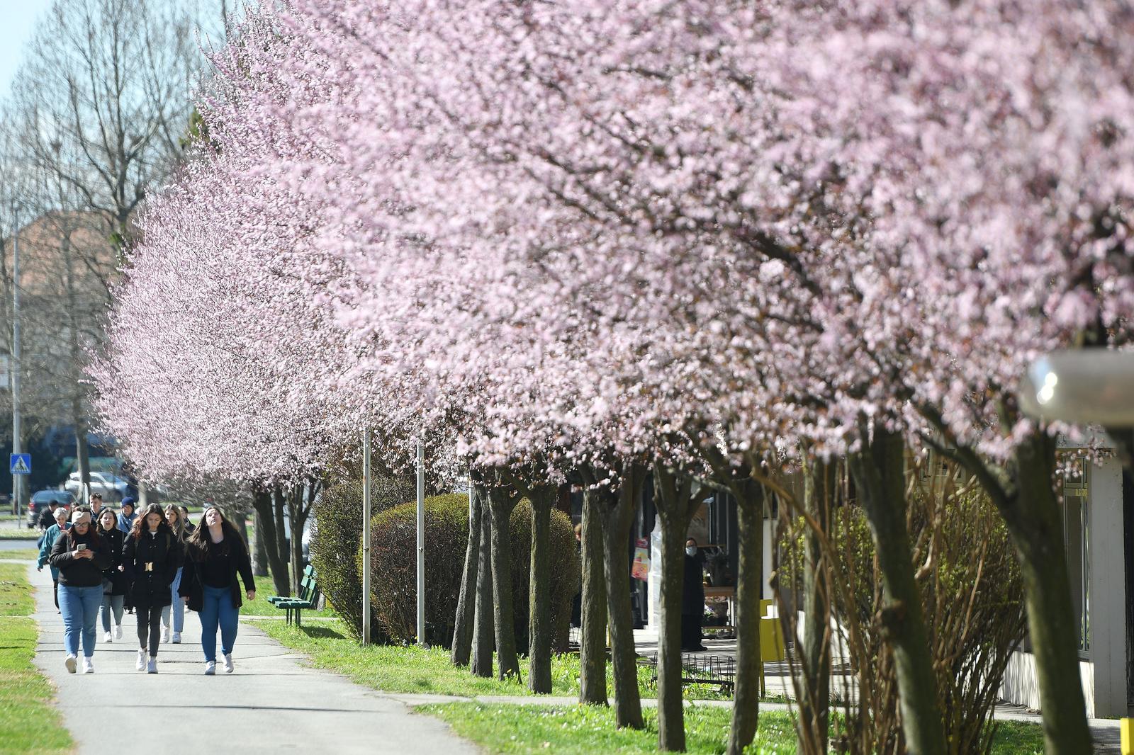 Japanske trešnje u Čakovcu