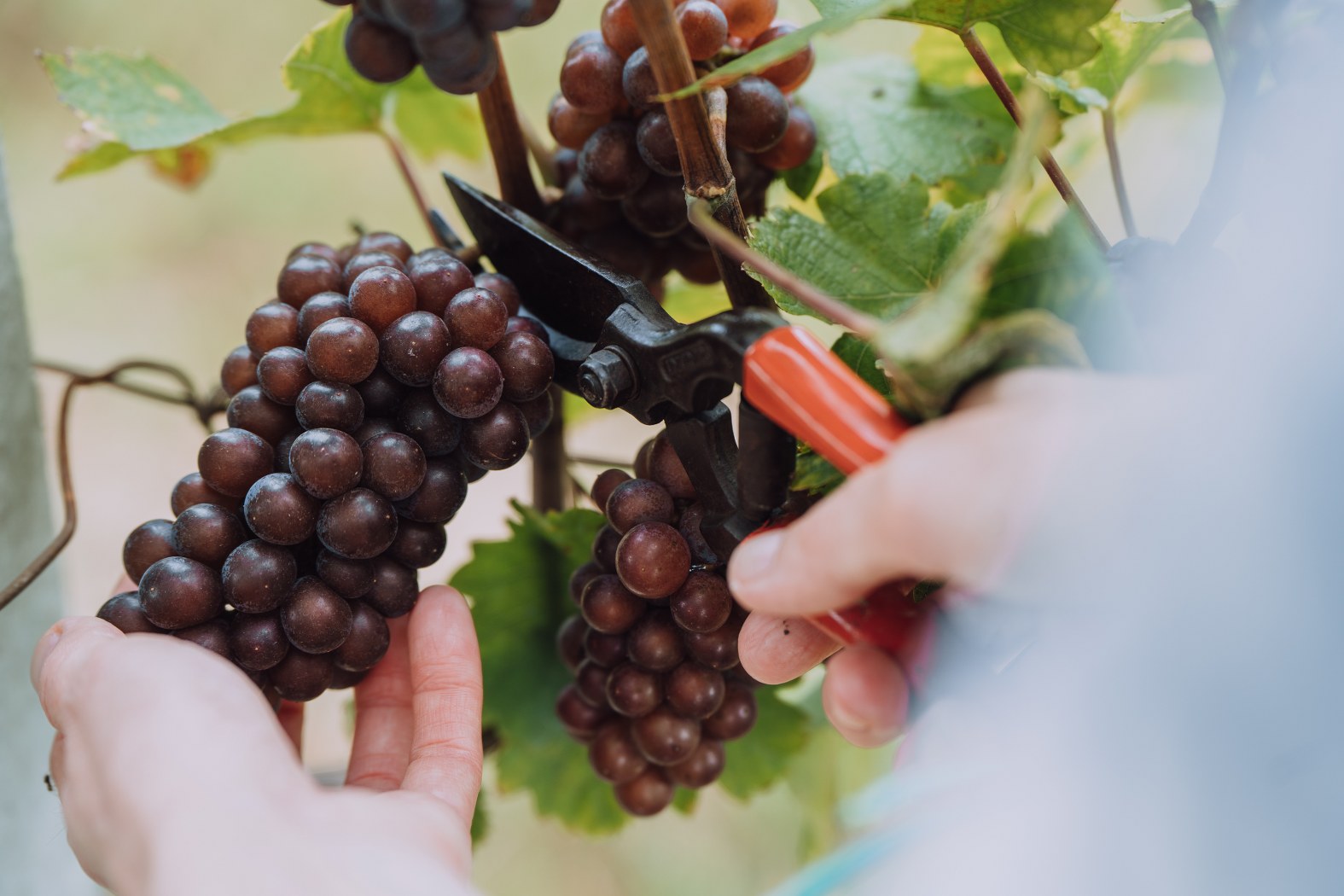 Image 5076612 (auto)