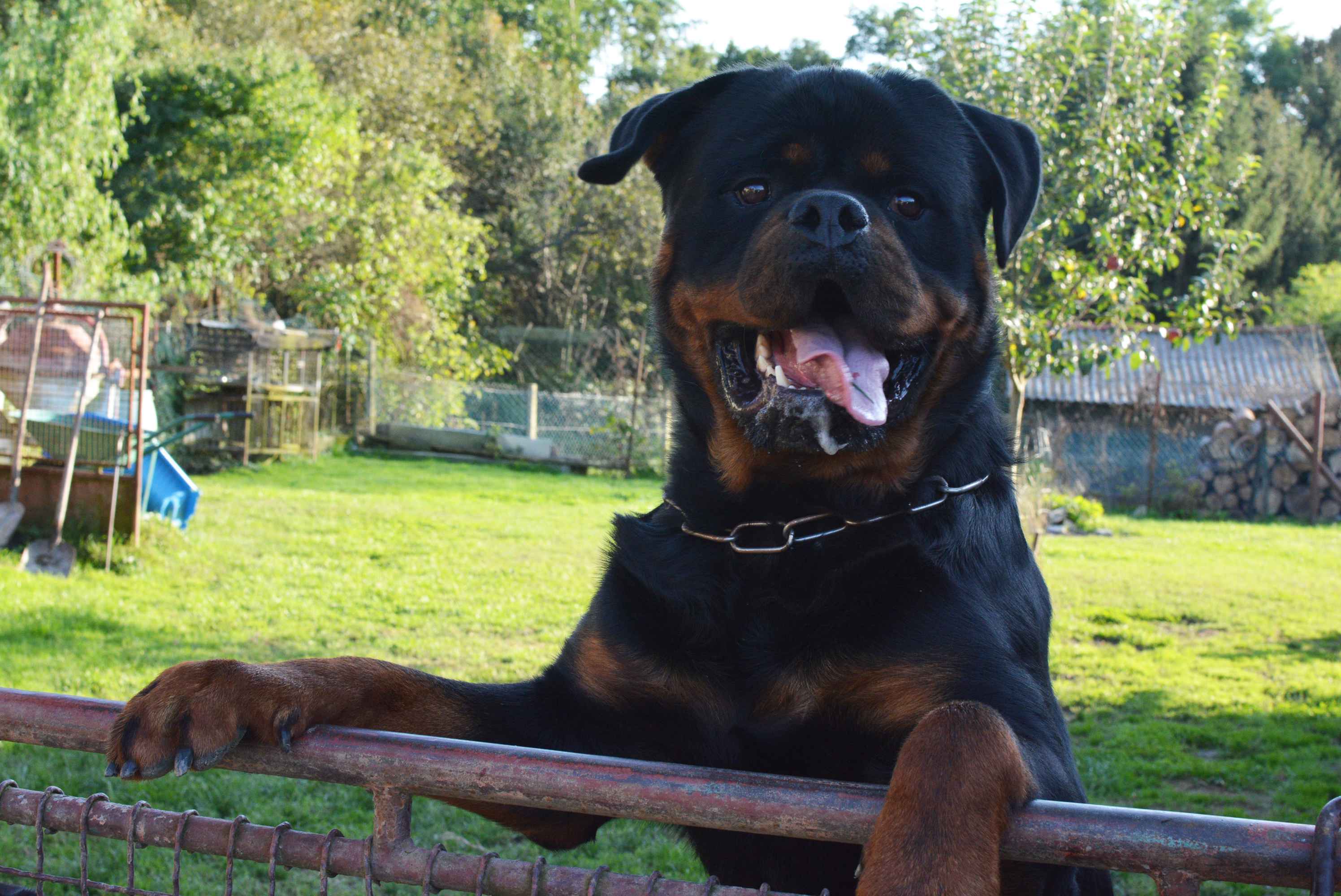 OBITELJ MIKAC IZ MIHOVLJANA Od 2014. godine imaju profinjenu uzgajivačnicu Rottweilera – ‘psi su naša najveća ljubav’ OBITELJ MIKAC IZ MIHOVLJANA Od 2014. godine imaju profinjenu uzgajivačnicu Rottweilera – ‘psi su naša najveća ljubav’