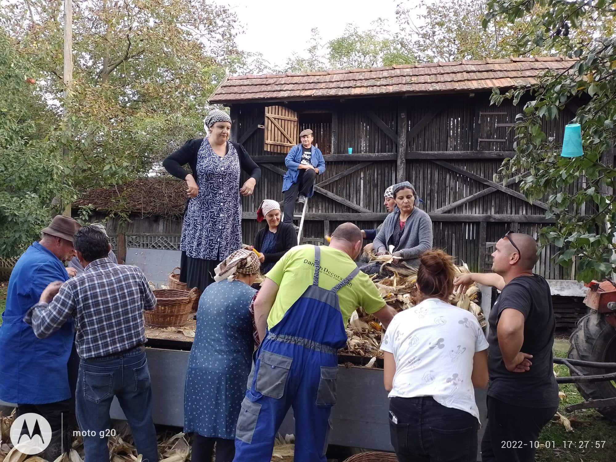 Branje kukuruza u Domašincu