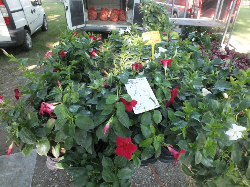 Image 5810939 (auto)