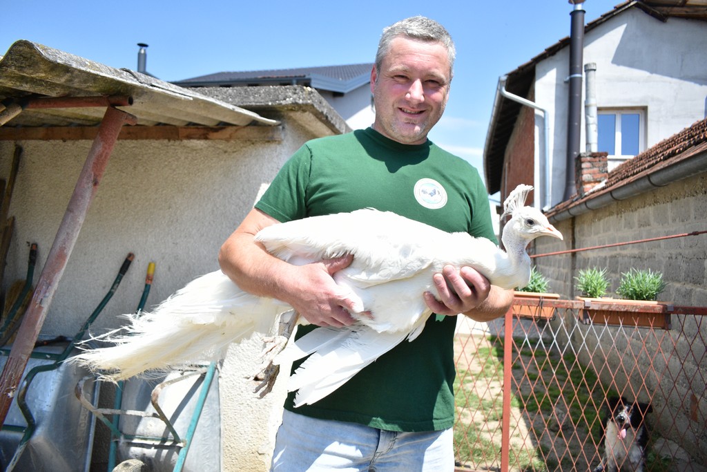 Denis Srnec – paunovi