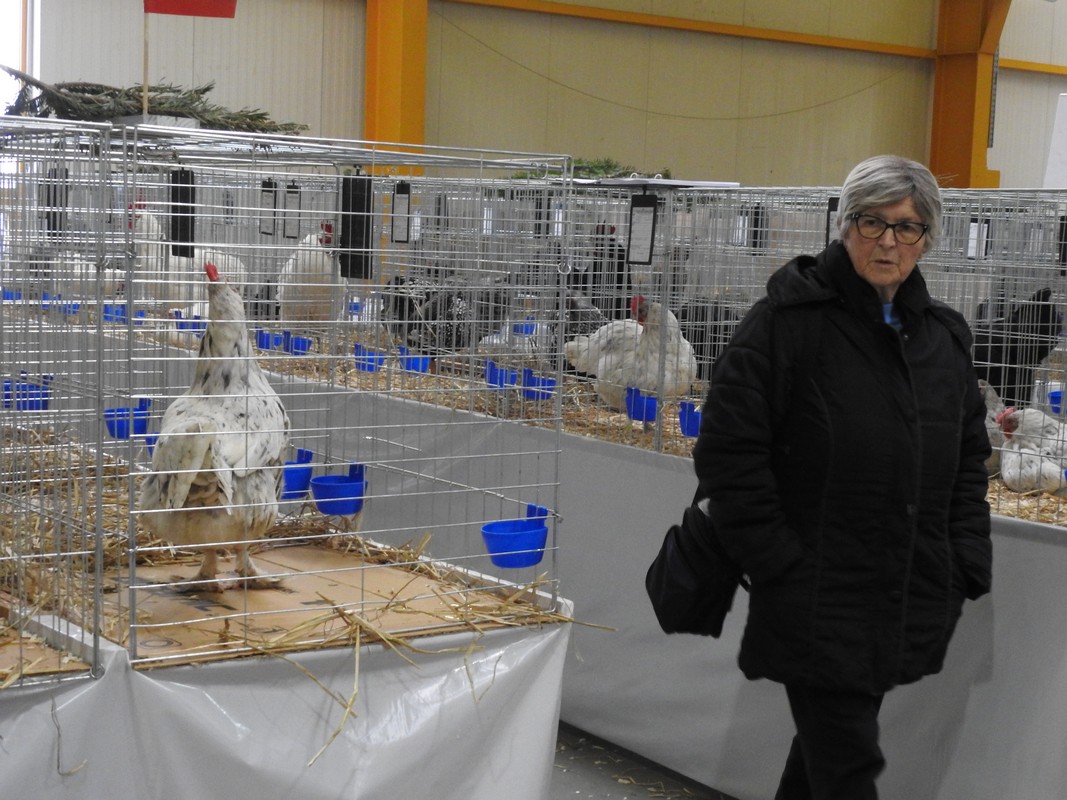 Izložba malih životinja, Mesap,