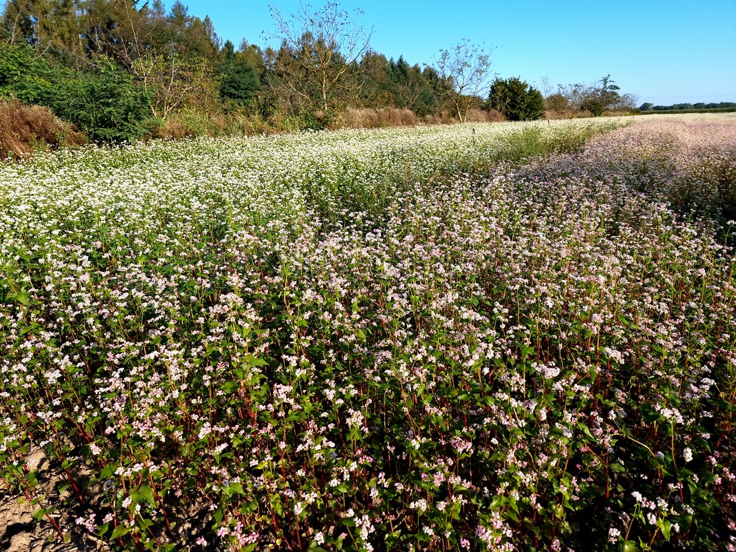 ANDRIJA STRIČAK IZ ČAKOVCA Heljda je dobra i za ljude i za pčele