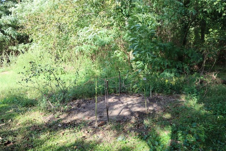 PEKLENICA 36-godišnjak kod kuće uzgajao marihuanu, policija ga kazneno prijavila