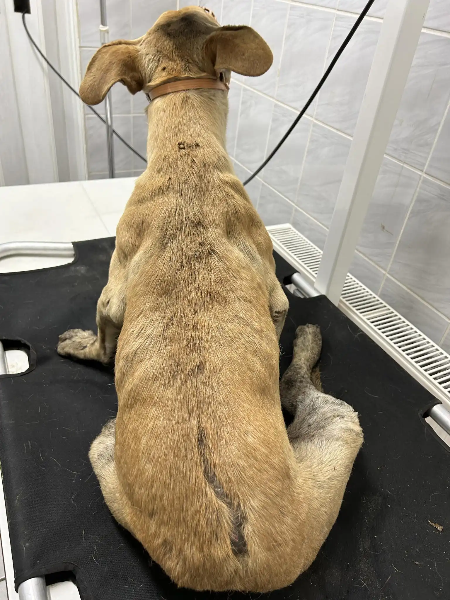 zlostavljanje pasa,azil,romsko naselje zlostavljanje pasa,azil,romsko naselje