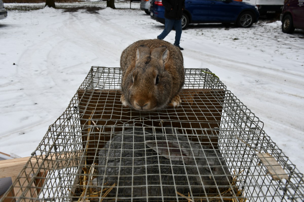 Sajam srijedom, čakovečki sajam, 24.1.