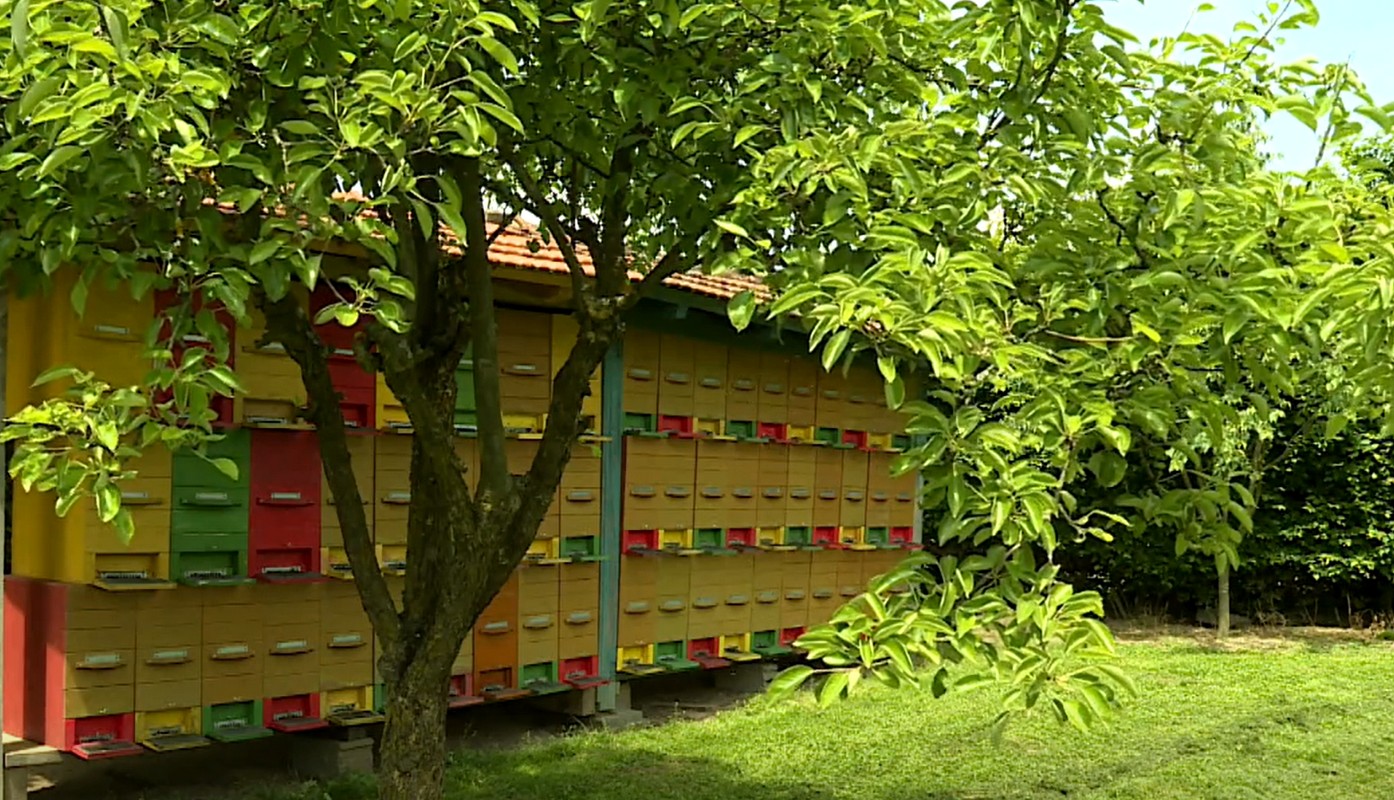 Međimurski pčelari