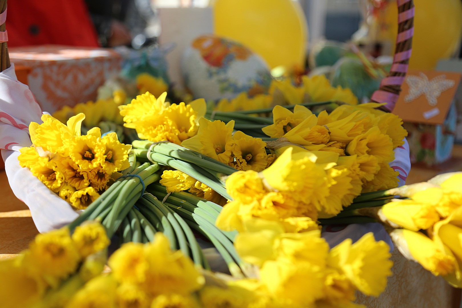 Dan narcisa – Međimurje obojeno u žuto