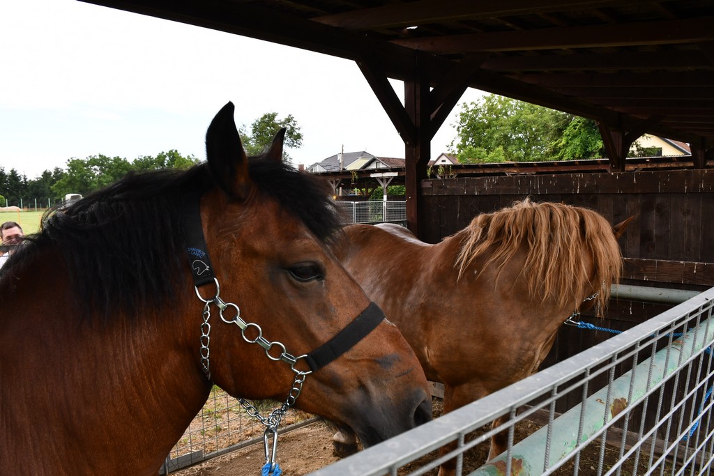 VIDEO I FOTO Međimurska škrinjica pokazala svo bogatstvo kraja med Murom i Dravom