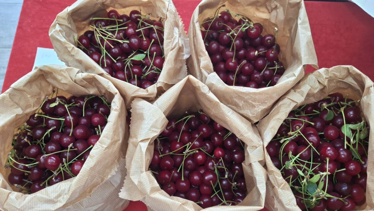 eko sajam štrigova (2) eko sajam štrigova (2)