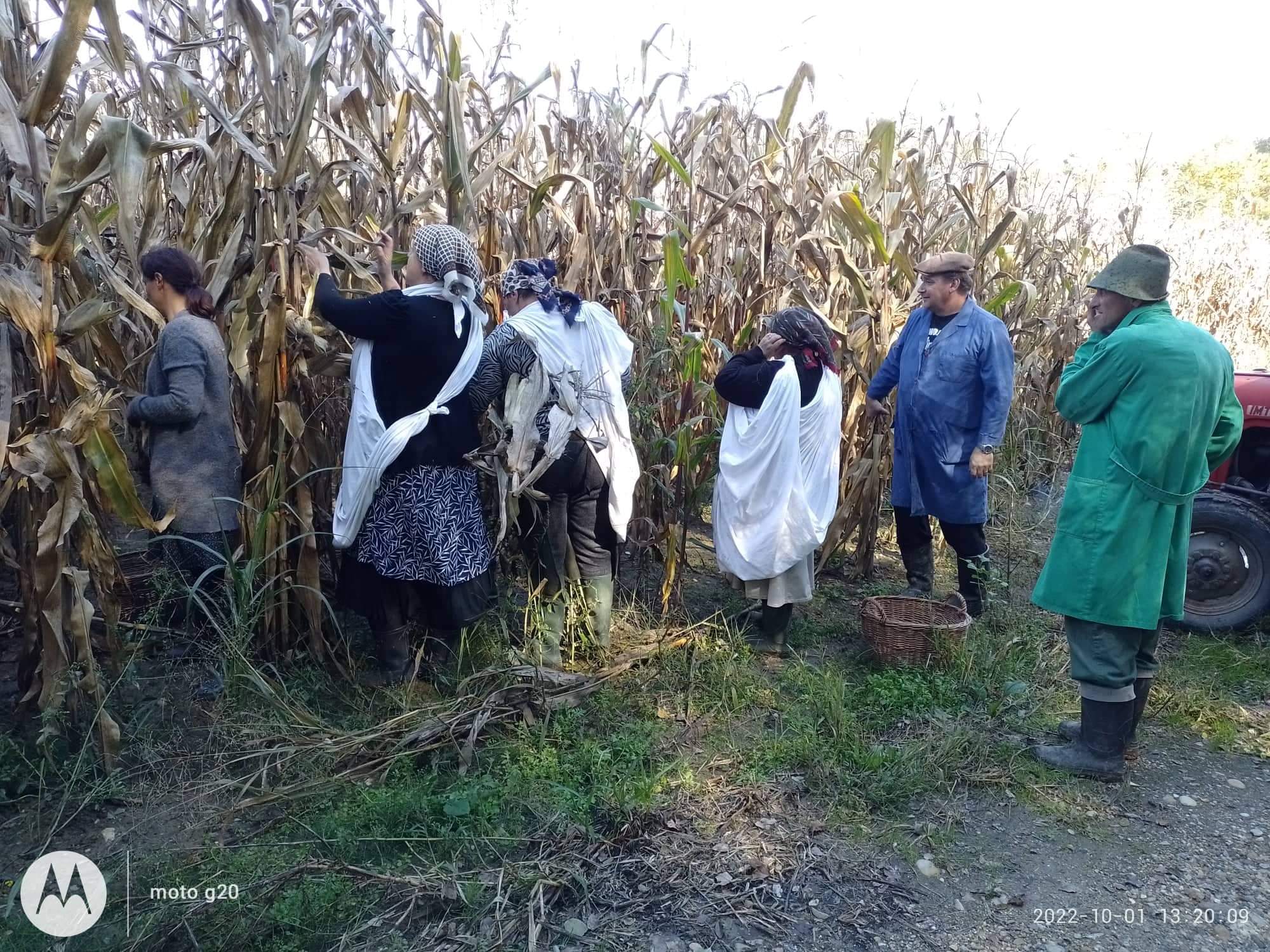 Branje kukuruza u Domašincu