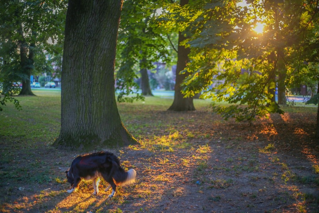 Šetnja gradom uz čarobne efekte zlatnog sata