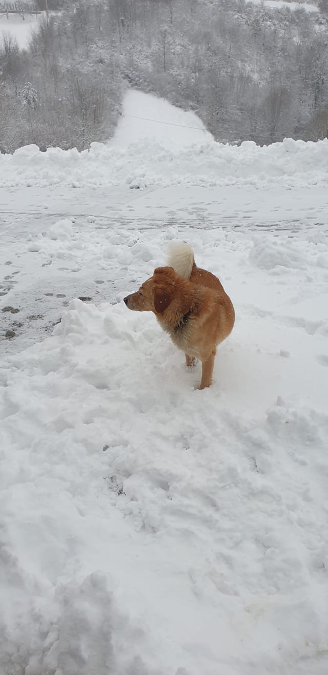 Kućni ljubimci vole snijeg