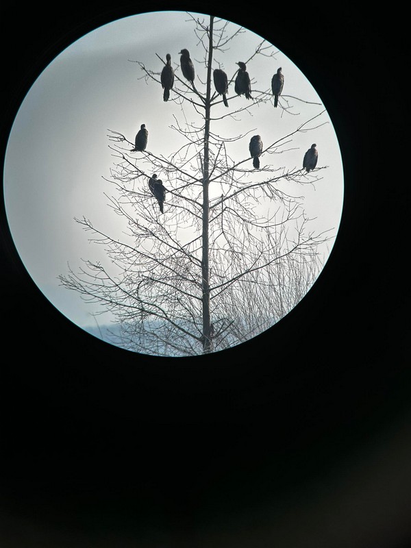 Ptičarenje Marina 2024