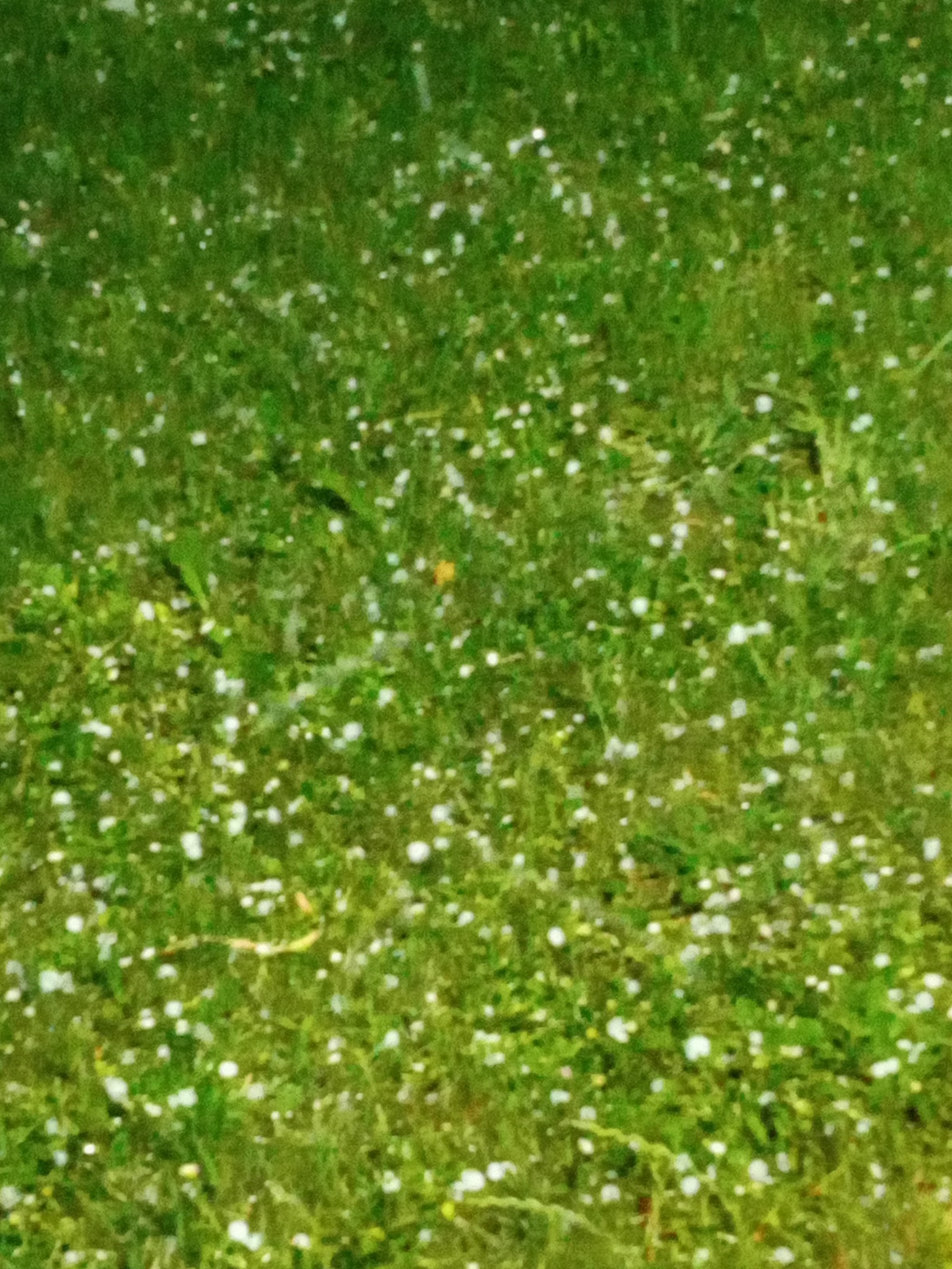 Nevrijeme u Međimurju