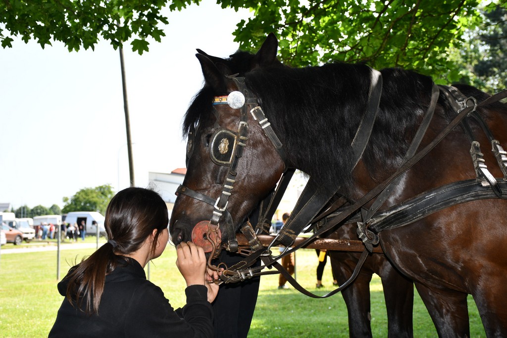 VIDEO I FOTO Međunarodno konjičko druženje okupilo brojne uzgajivače konja iz SZ Hrvatske te Slovenije i Austrije
