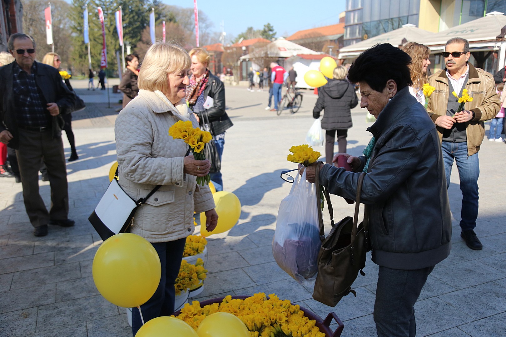 Dan narcisa – Međimurje obojeno u žuto