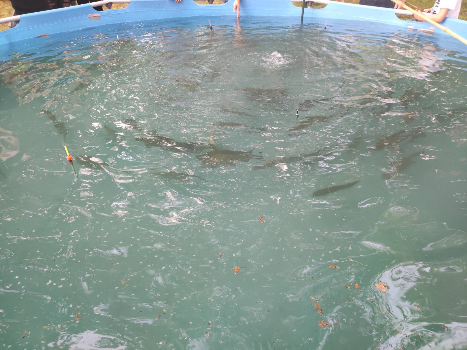 NAJVEĆA KOTORIPSKA MANIFESTACIJA Dani šibe i ribe i ove godine privukli mnoštvo gostiju