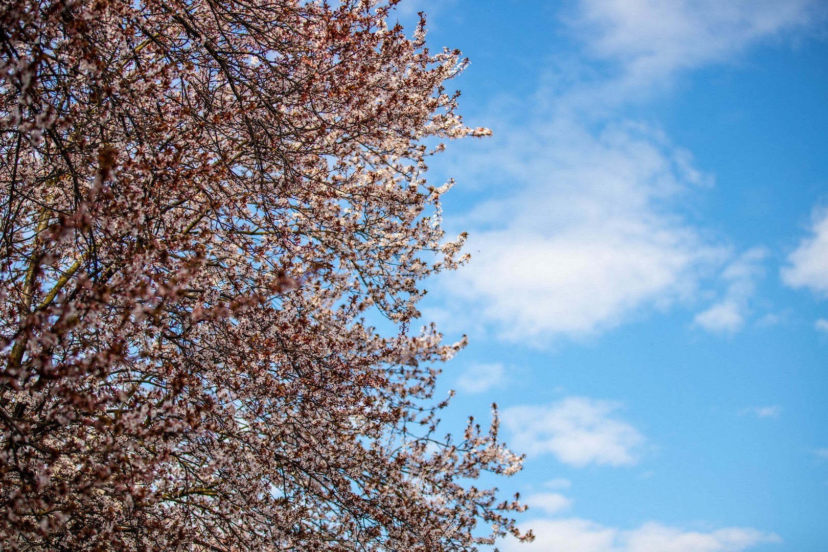 Proljetna cvjetna rapsodija u Međimurju iz objektiva Miroslave Novak Hranjec