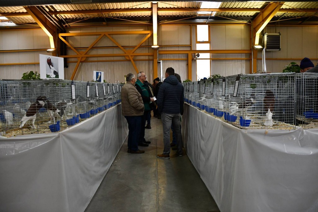 IZLOŽBA MALIH ŽIVOTINJA Izloženo preko tisuću malih životinja vrhunskih uzgajivača iz Hrvatske, ali i šire IZLOŽBA MALIH ŽIVOTINJA Izloženo preko tisuću malih životinja vrhunskih uzgajivača iz Hrvatske, ali i šire