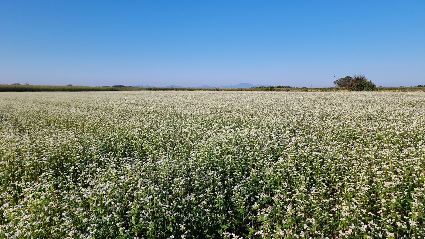 ANDRIJA STRIČAK IZ ČAKOVCA Heljda je dobra i za ljude i za pčele