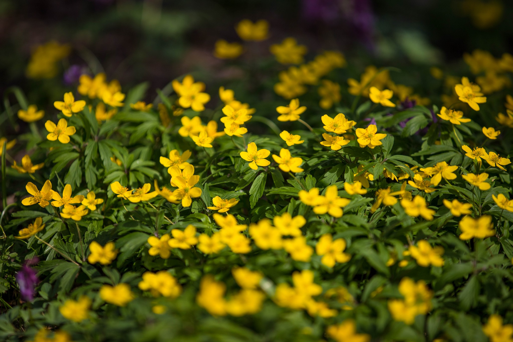 Proljetna cvjetna rapsodija u Međimurju iz objektiva Miroslave Novak Hranjec